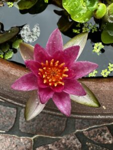 庭の花