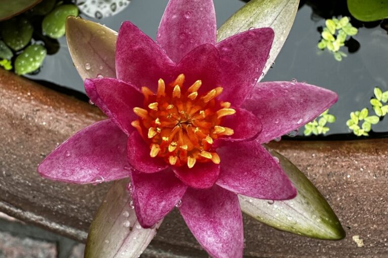 庭の花